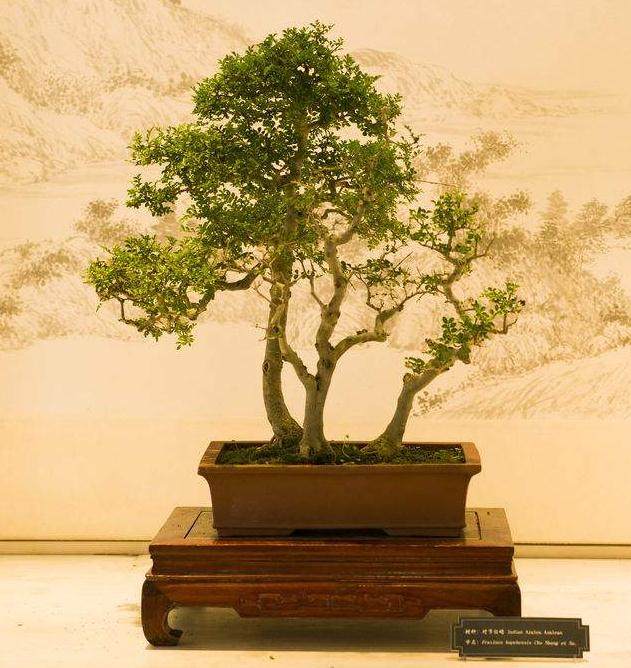 重要的是要确切地知道我们正在种植什么盆景?