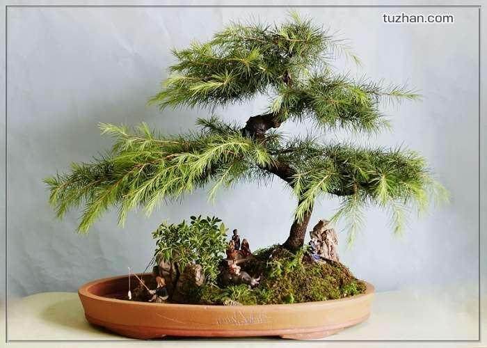 怎么将种子种植成雪松盆景？