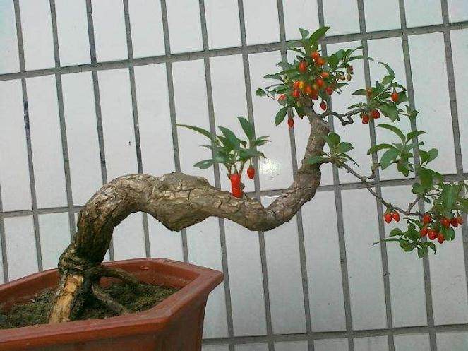 如何通过扦插制作小品枸杞盆景?