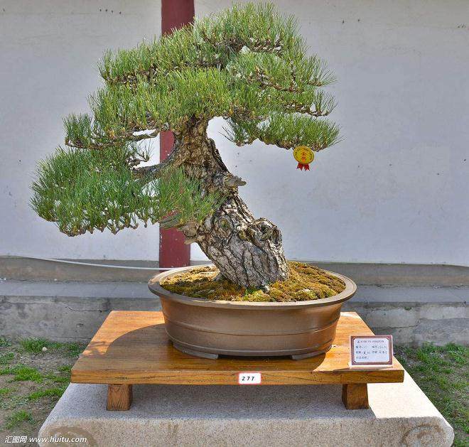 用什么铜和铝线对盆景布线好？