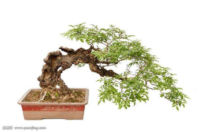 使用螃蟹作为盆景问题一直是难以获得良好的低移植物