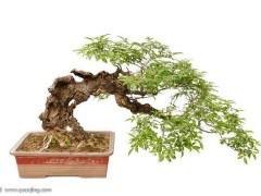 使用螃蟹作为盆景问题一直是难以获得良好的低移植物