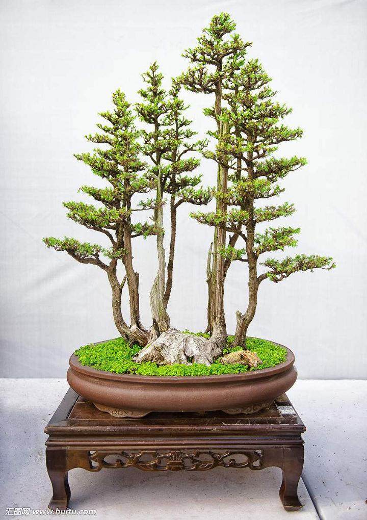 盆景的扦插分为这3类