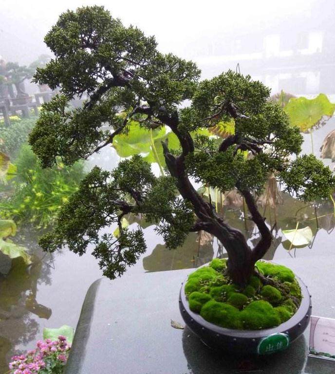 常青树盆景在冬季从光合作用中获益很多