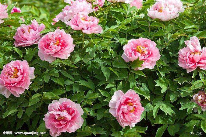 近百款七夕花礼新品 为花艺从业者拓宽了思路 标题检测