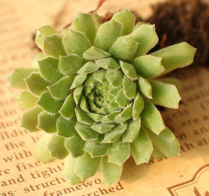 耐旱的多肉植物非常适合作为屋顶绿化