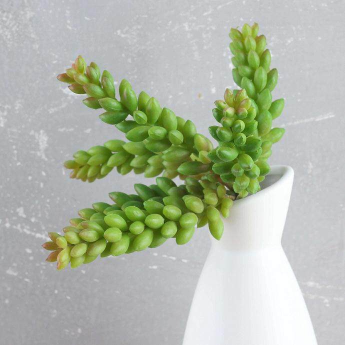 在多肉领域,育种者通常是高端玩家