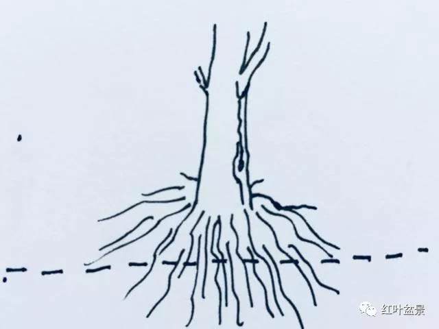 如何培植盆景的根?