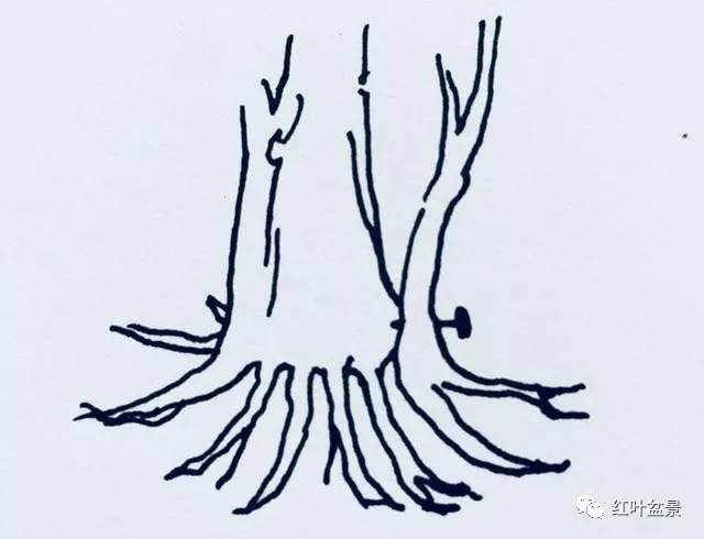 如何培植老桩盆景的根 图片