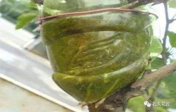 图解 金枝玉叶老桩盆景怎么30天制作成型