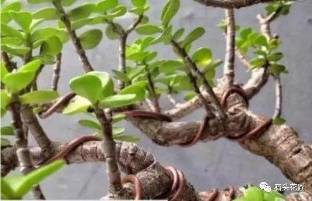 图解 金枝玉叶老桩盆景怎么30天制作成型