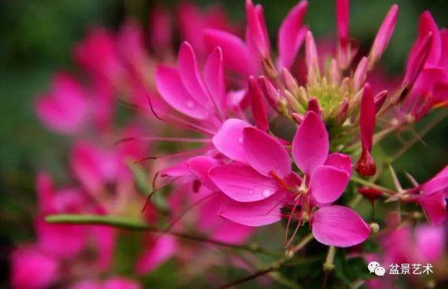 怎么养好盆景醉蝶花的方法?