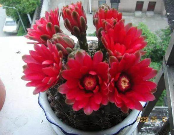 菲玉花对土壤的要求不高 只要是土壤就可以让它活