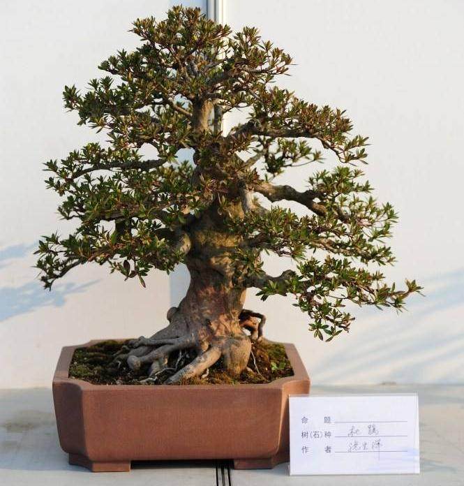 如何获得培养盆景快速生长的问题?