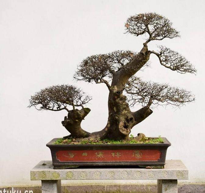 如何做好盆景的施肥工作