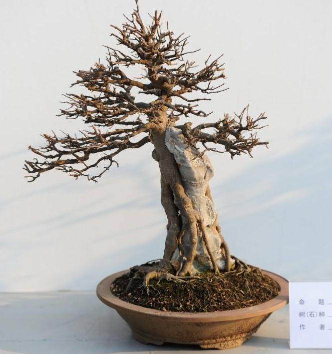 什么时候给盆景施肥才是最好的?