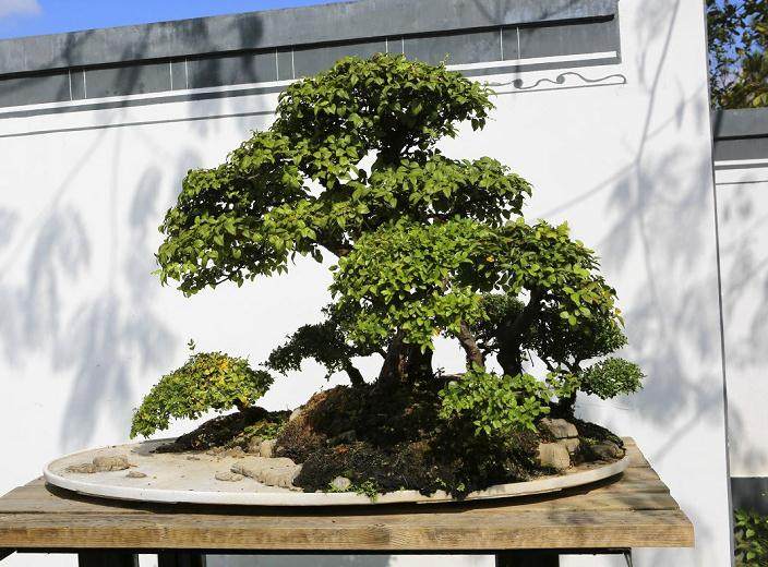 过度给盆景施肥会有哪些影响?