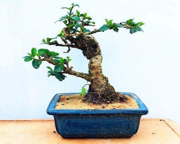 是给盆景施肥使用机肥 还是无机肥?