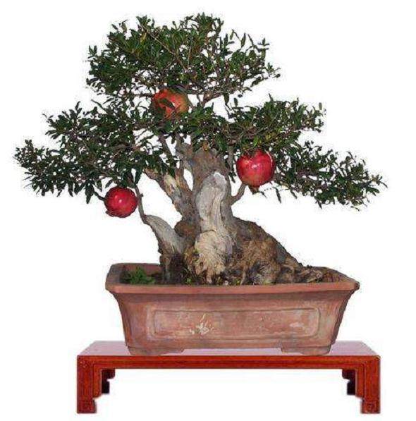 怎么才能用杀菌剂控制盆景的病虫害?