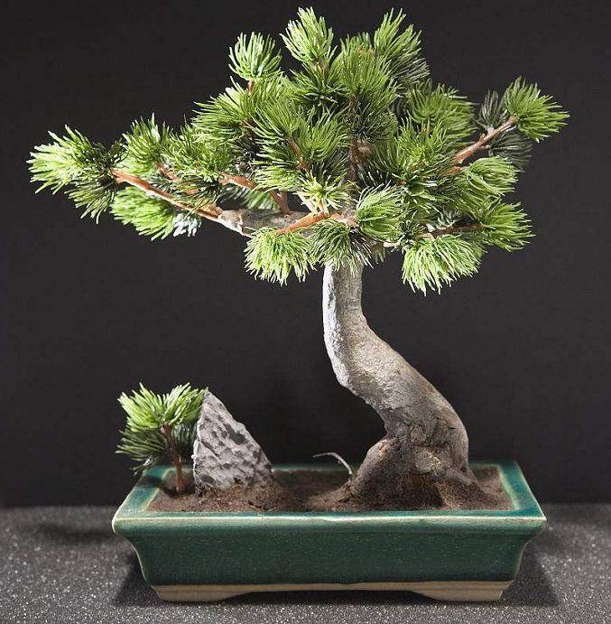 给盆景施肥的最大限度是多少?