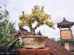 中国高级盆景艺术师评选办法