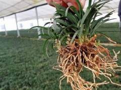 矮麦冬在日本广泛的应用 常作为盆景中的覆盖物