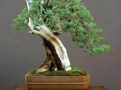 安徽省村民自发成立盆景苗木专业合作社