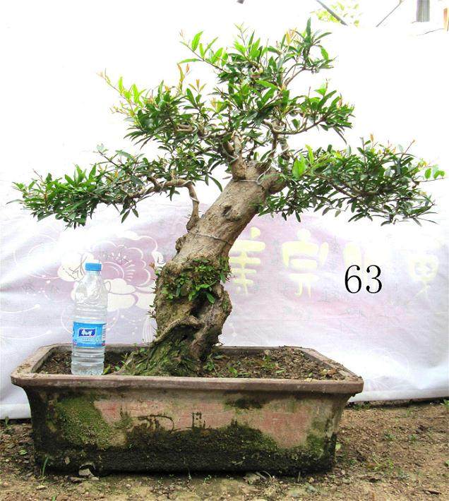 北京盆景协会总结会在北京景山公园召开