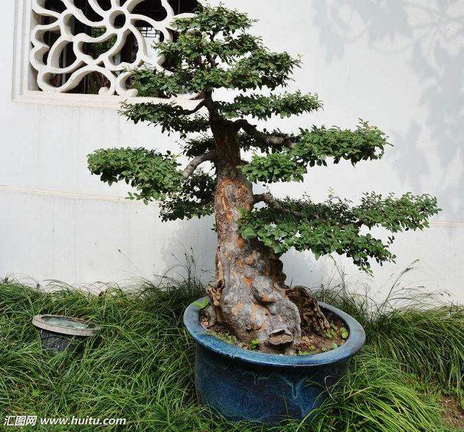 中国盆景&mdash;中国当代艺术家提名展