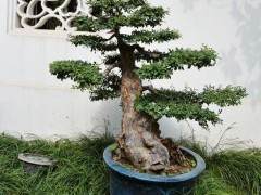 中国当代盆景艺术家提名展