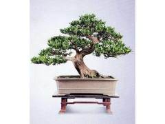 巧用园林传统手法 在广场布置精致古典盆景