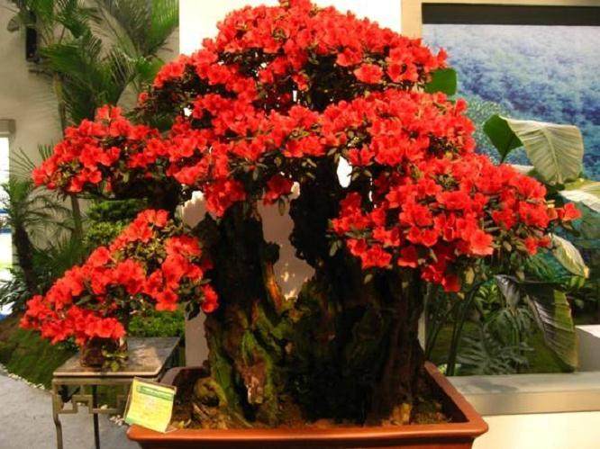 黄山花卉盆景生产蓬勃兴起 年销售收入过亿元