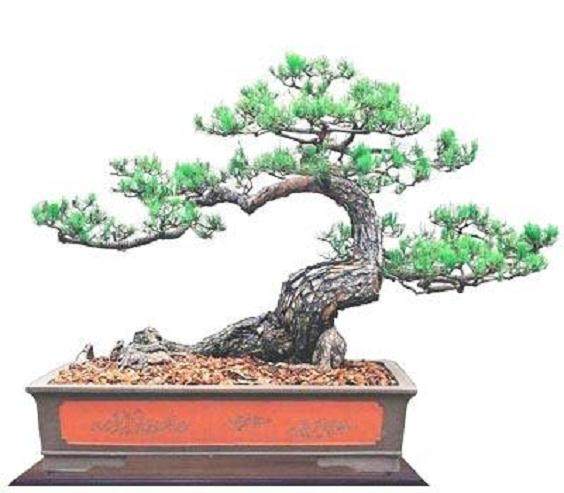 泰兴将盆景制作理念用于实施重点绿化小品