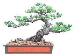 泰兴将盆景制作理念用于实施重点绿化小品