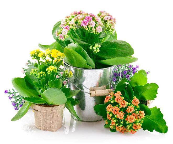 欢喜弄弄花草的人都晓得通派盆景 南通的一个特色