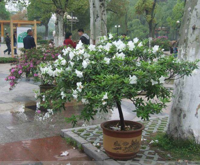 花草盆景的市场分析