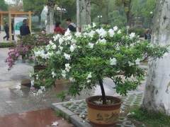 我对花草盆景的市场的5个分析