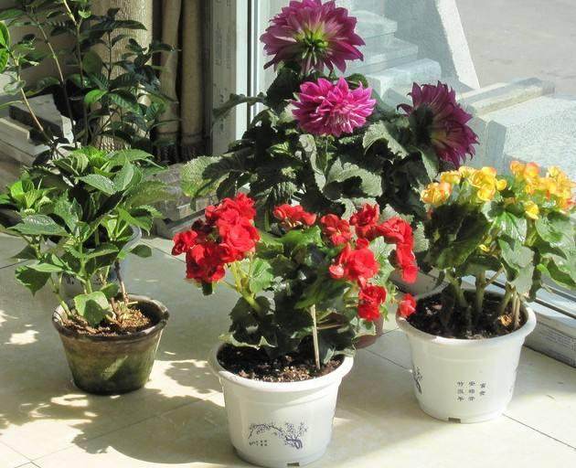 杭州市哪里有种植花草盆景的?