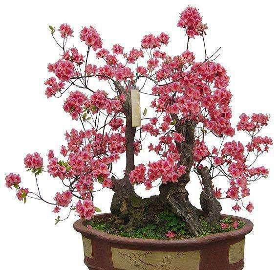 乌鲁木齐的花草盆景价格仅150元