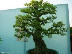 盆景美不美 关键看如何修剪枝叶？