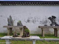 80年代以来 苏州盆景多次在展览中获得大奖