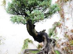 衡阳市奇石盆景文化创意园拉开帷幕