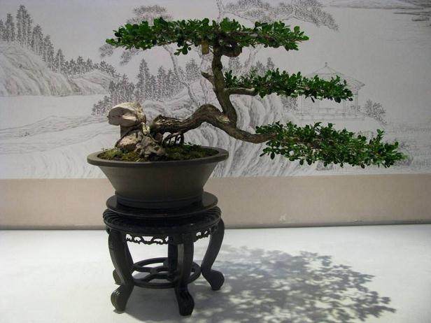 扬派盆景博物馆是瘦西湖景区的一个重要区域