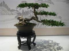 扬派盆景博物馆是瘦西湖景区的一个重要区域