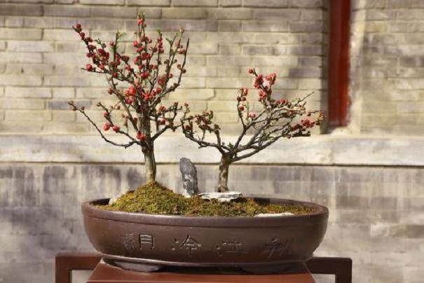 广州海棠盆景价格由以往10多元涨到500元