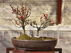 广州海棠盆景价格由以往10多元涨到500元