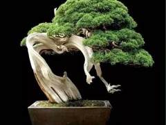 bonsai来自日本 而不来是自中国盆景？