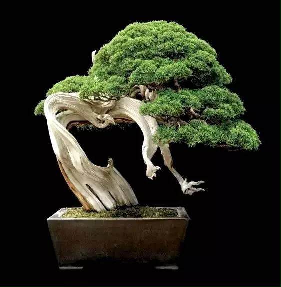 bonsai来自日本，而不来是自中国盆景？