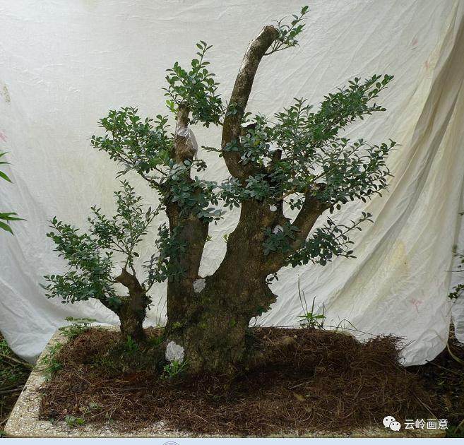 图解 盆景下山桩怎么审美设计的5个方法