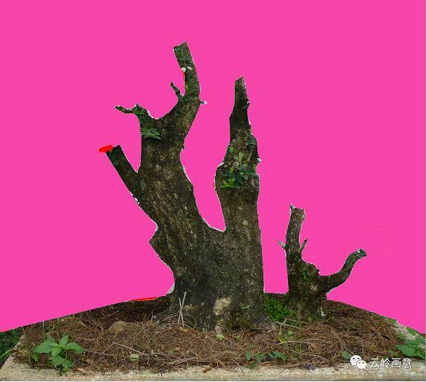 图解 盆景下山桩怎么审美设计的5个方法